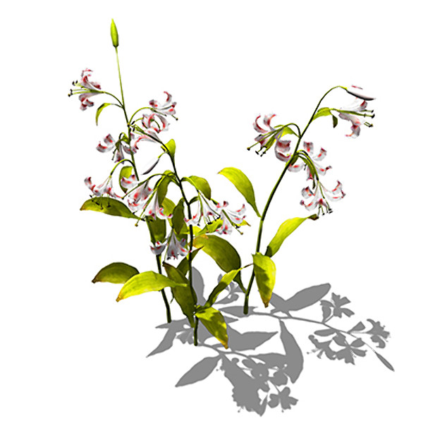 3dsmax xfrogplants lilium lancifolium plant - XfrogPlants Lilium lancifolium by xfrog