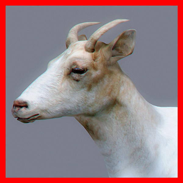 goat polys 3d model - Goat... by NONECG