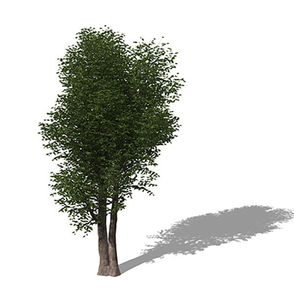 max xfrogplants laurel tree - XfrogPlants Laurel by xfrog