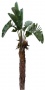 Palm_30.tga