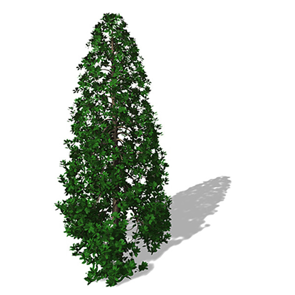xfrogplants southern magnolia tree 3d model - XfrogPlants Southern Magnolia by xfrog