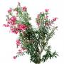 Bush_Tr_25.tga