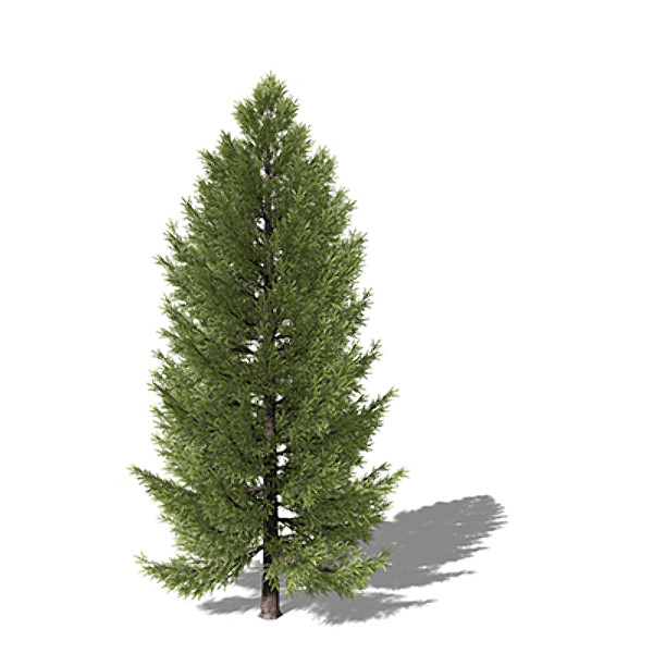 3d xfrogplants oriental spruce tree model - XfrogPlants Oriental Spruce by xfrog