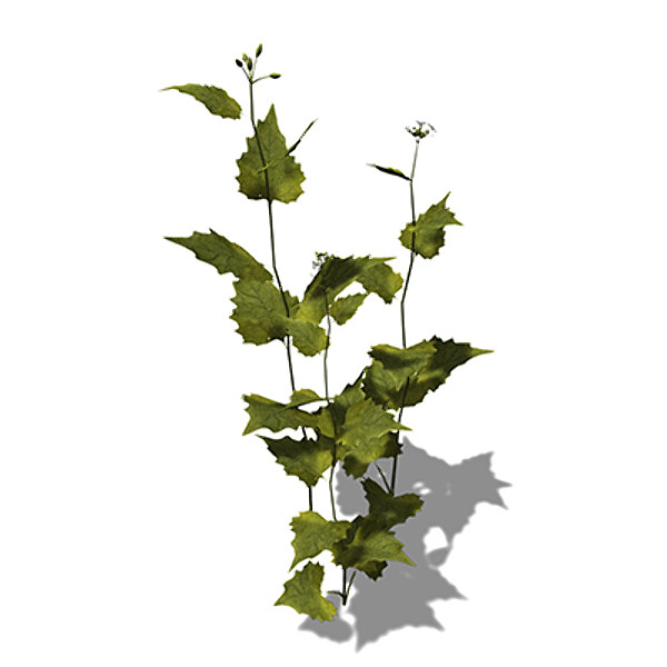 3d model xfrogplants garlic mustard herb - XfrogPlants Garlic Mustard by xfrog