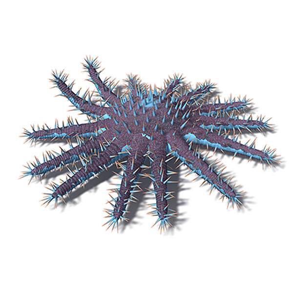 xfrogplants crown-of-thorns starfish plant 3d max - XfrogPlants Crown-of-Thorns Starfish by xfrog