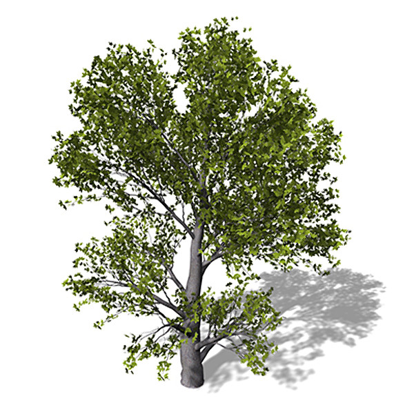3dsmax xfrogplants montpellier maple tree - XfrogPlants Montpellier Maple by xfrog