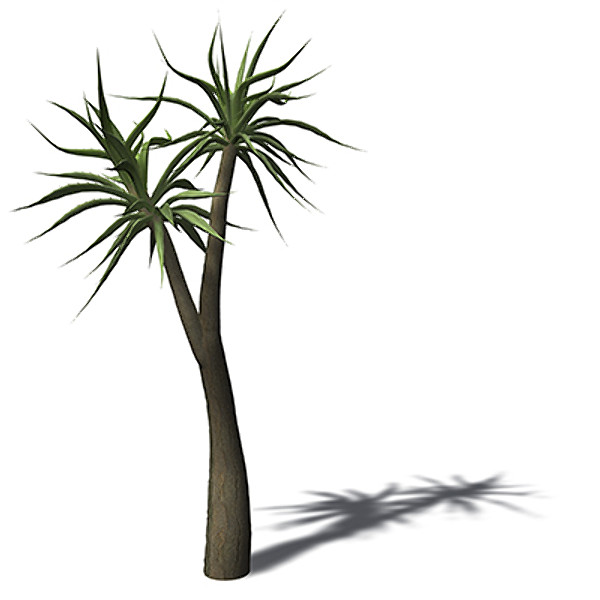 3d model of xfrogplants tree aloe - XfrogPlants Tree Aloe by xfrog