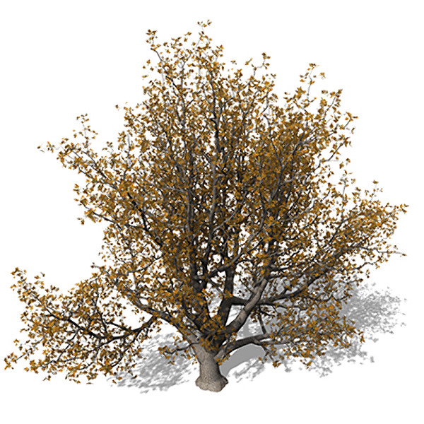 xfrogplants autumn english oak 3d max - XfrogPlants Autumn English Oak by xfrog