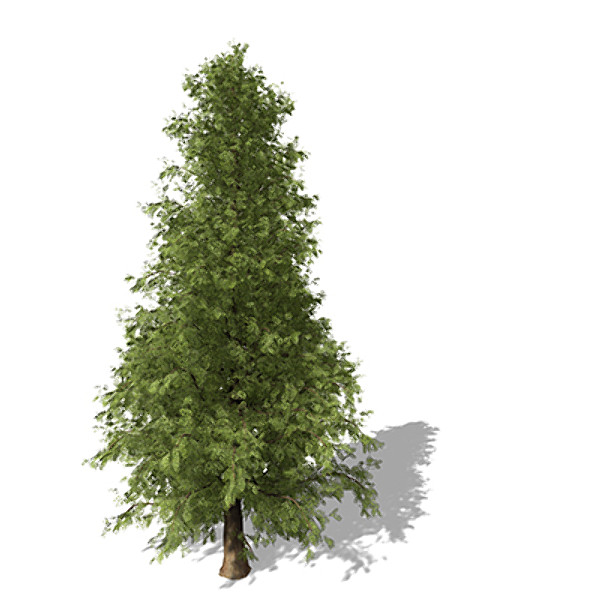 c4d xfrogplants western red cedar - XfrogPlants Western Red Cedar CL by xfrog