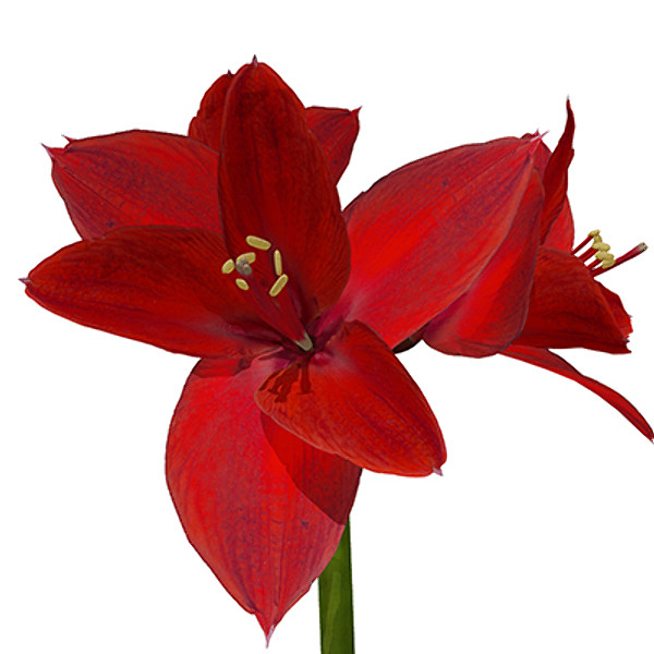 xfrogplants amaryllis plant 3d model - XfrogPlants Amaryllis by xfrog
