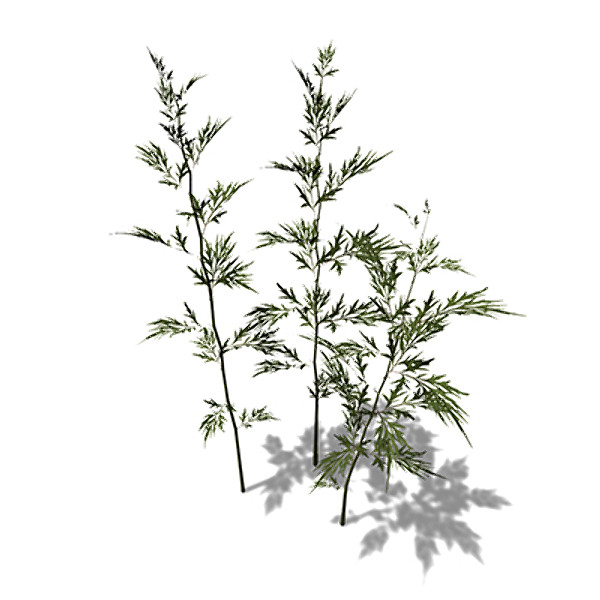 maya xfrogplants mugwort plants - XfrogPlants Mugwort by xfrog