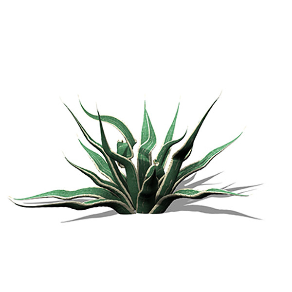xfrogplants century plant 3ds - XfrogPlants Century Plant by xfrog