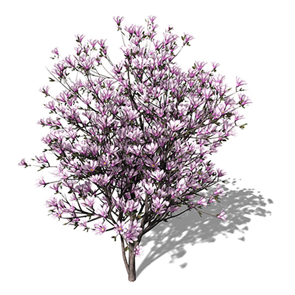 3d xfrogplants blossoming saucer magnolia - XfrogPlants Blossoming Saucer Magnolia by xfrog