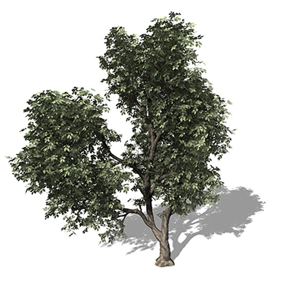 3ds xfrogplants hornbeam tree plant - XfrogPlants Hornbeam by xfrog