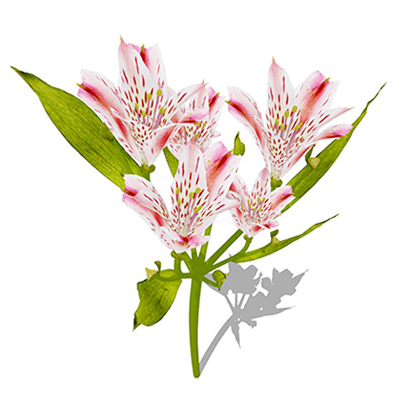 xfrogplants pink tiger lily 3d model - XfrogPlants Pink Tiger Lily by xfrog