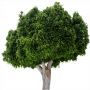 Tree_15.tga