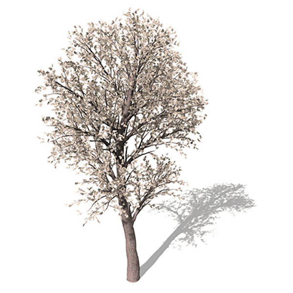 3d xfrogplants blossoming pear tree - XfrogPlants Blossoming Pear Tree by xfrog