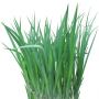 GrassL_03.tga