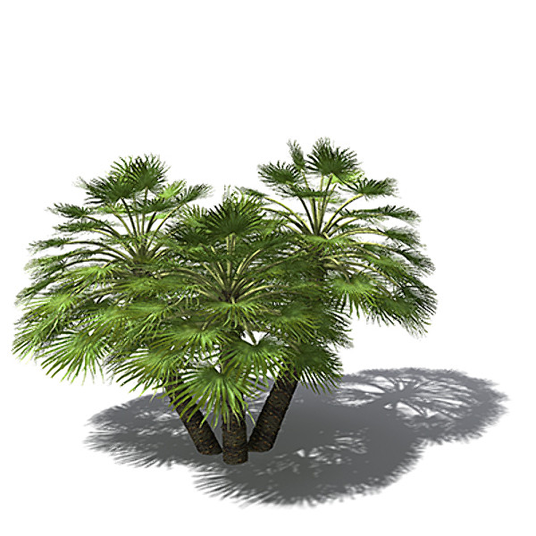 3d model xfrogplants mediterranean fan palm - XfrogPlants Mediterranean Fan Palm by xfrog