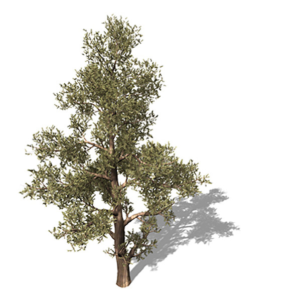 3d model of xfrogplants western juniper tree - XfrogPlants Western Juniper by xfrog