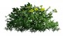 Bush_06.tga