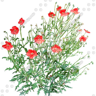 Flower_L_25.tga