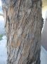 Tree Bark