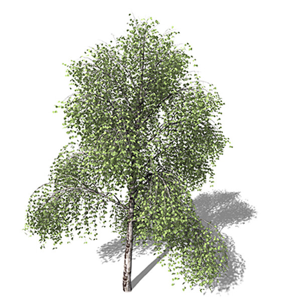 silver birch tree 3d model - XfrogPlants Silver Birch by xfrog