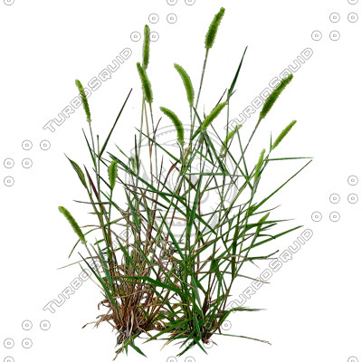 Grass_19.tga