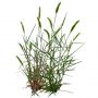 Grass_19.tga