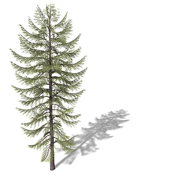 xfrogplants western larch tree lwo - XfrogPlants Western Larch by xfrog