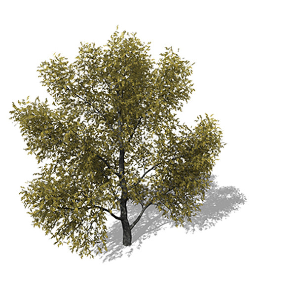 3ds max xfrogplants autumn honey locust - XfrogPlants Autumn Honey Locust by xfrog