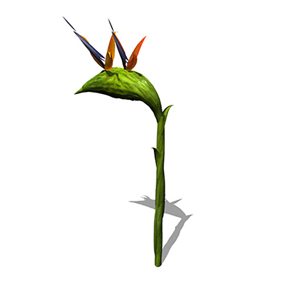 xfrogplants bird paradise plant 3d model - XfrogPlants Bird of Paradise by xfrog