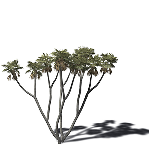 xfrogplants african doum palm 3d model - XfrogPlants African Doum Palm by xfrog