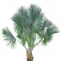 Palm_24.tga