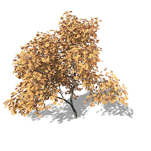 lightwave xfrogplants vine maple tree - XfrogPlants Vine Maple by xfrog