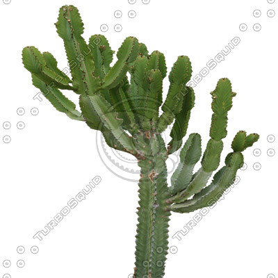 Desert_plants_02.tga