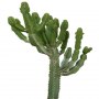 Desert_plants_02.tga