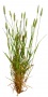 Grass_20.tga