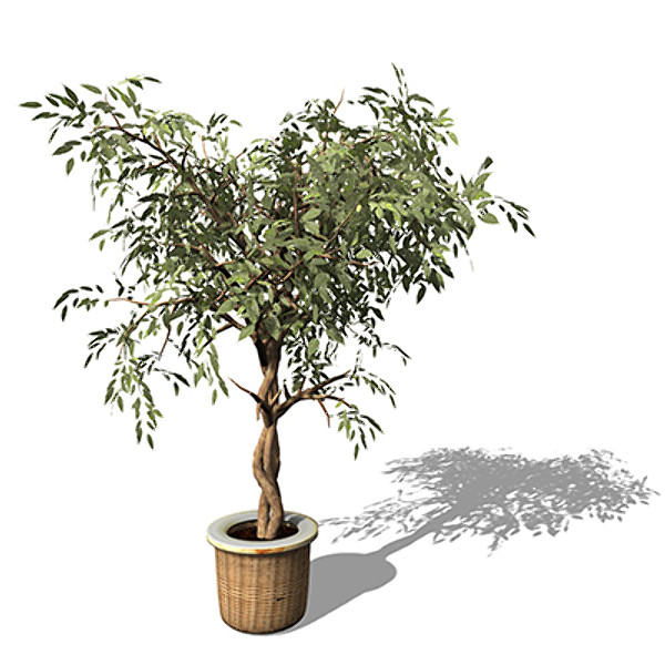 3dsmax xfrogplants benjamin ficus plant - XfrogPlants Benjamin Ficus by xfrog