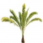 Palm_11.tga