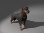 max rottweiler dog