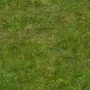 wildgrass.tga