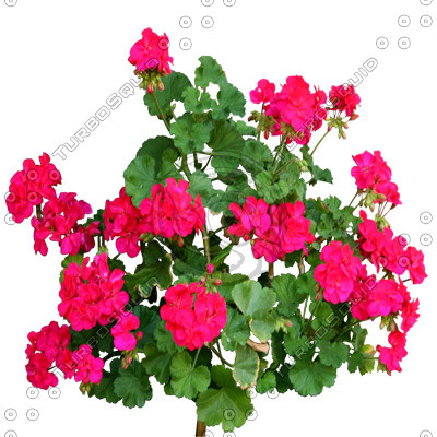 Flowers_N_12.tga
