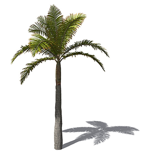 xfrogplants king palm plant max - XfrogPlants King Palm by xfrog