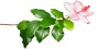 Branch_s_21.tga