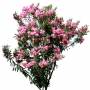Bush_S_15.tga