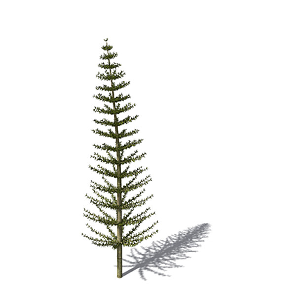 xfrogplants calamites plant 3ds - XfrogPlants Calamites by xfrog