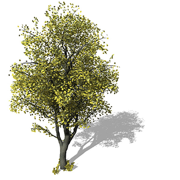 xfrogplants autumn littleleaf linden 3d 3ds - XfrogPlants Autumn Littleleaf Linden by xfrog