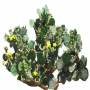 Desert_plants_06.tga